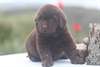 Chiots Terre Neuve