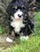 Chiots Bernedoodle