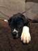 Chiots Grand Danois