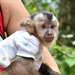 Singe Capunchin à vendre