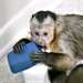 Singe Capunchin à vendre