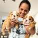 Chiots Boulledogue Anglais