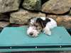 Chiots Fox Terrier