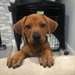Chiots Rhodesian Ridgeback