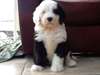 Vieux chiots de berger anglais