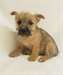 Chiots Norwich Terrier