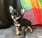 Magnifiques chiots chihuahua male et femelle