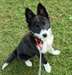 Chiot femelle border collie A DONNER