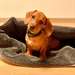 Chiot teckel pour ras/male