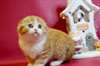 Chatons Scottish Fold