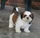 chiot Shih Tzu a donner