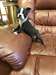 Chiots Boston Terrier