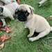 Chiots Carlins