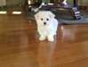 Chiots Maltese