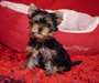 chiot Yorkshire a donner
