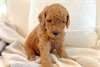 Chiots Goldendoodle
