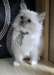 Chatons Persian