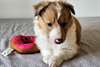 Chiots Shetland-Sheepdog-Sheltie