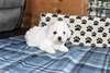 Chiots Bichon Frise