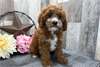 Chiots Cavapoo