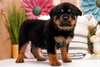 Chiots Rottweiler