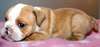 Adorable chiot type Bouledogue Anglais a donner