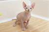 Adorable Chatons Sphynx male et femelle