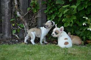 Chiots bouledogue français