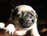 Adorable chiots carlin - photo 2