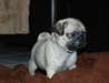 Adorable chiots carlin - photo 3
