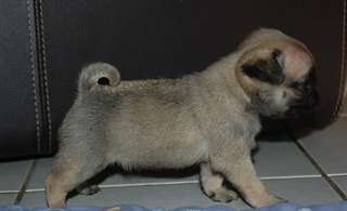 Adorable chiots carlin