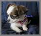 Chihuahuas Mâle et Femelles - photo 3