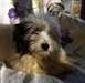 chiots de type coton de Tuléar femelle - photo 1