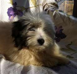 chiots de type coton de Tuléar femelle