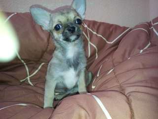 femelle chihuahua de couleur fauve