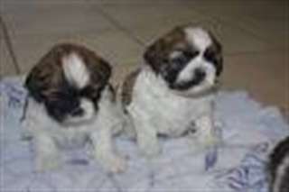 Supebes chiots shih-tzu lof