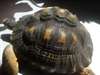 Tortue de terre - photo 2