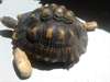 Tortue de terre - photo 3