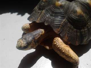 Tortue de terre