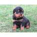 Chiots rottweiller LOF - photo 1