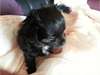 mini chiot chihuahua a donner - photo 3