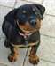 Adorable Chiots Rottweiler - photo 1