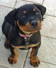 Adorable Chiots Rottweiler