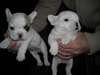 Chiots Bouledogue français enregistré - photo 1