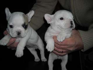 Chiots Bouledogue français enregistré