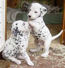 Adorable chiots Dalmatien