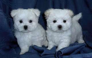 Superbe Bichons Maltais
