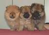 Chiots SPITZ (nain et petit) - photo 1