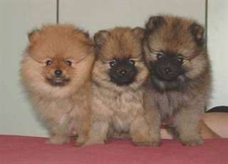 Chiots SPITZ (nain et petit)