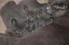 Magnifiques Chatons Chartreux Loof - photo 2